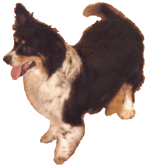 Woof !